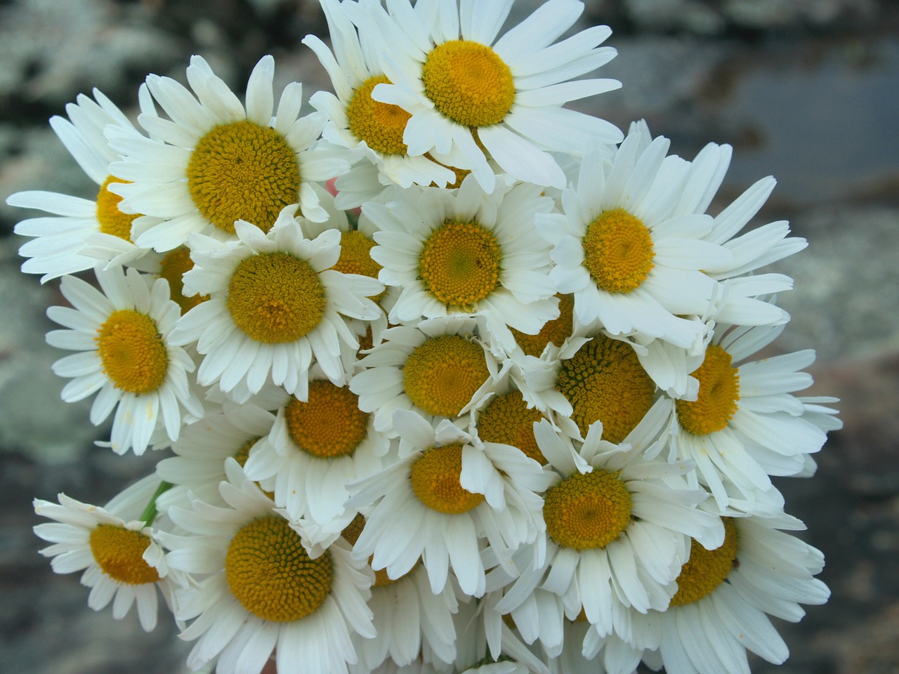 daisies white flower free photo