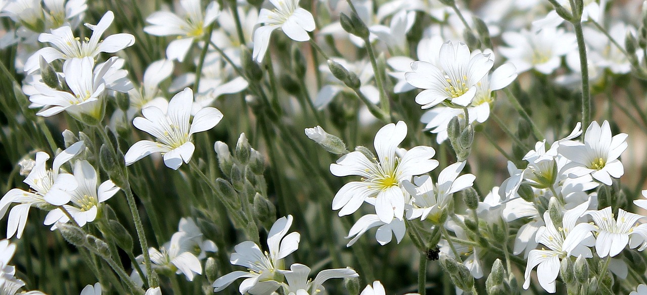 star ming daisies flower free photo