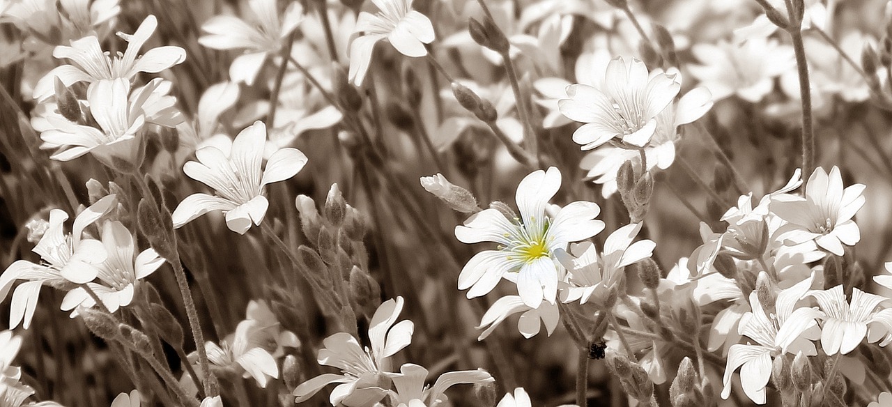 star ming daisies flowers free photo