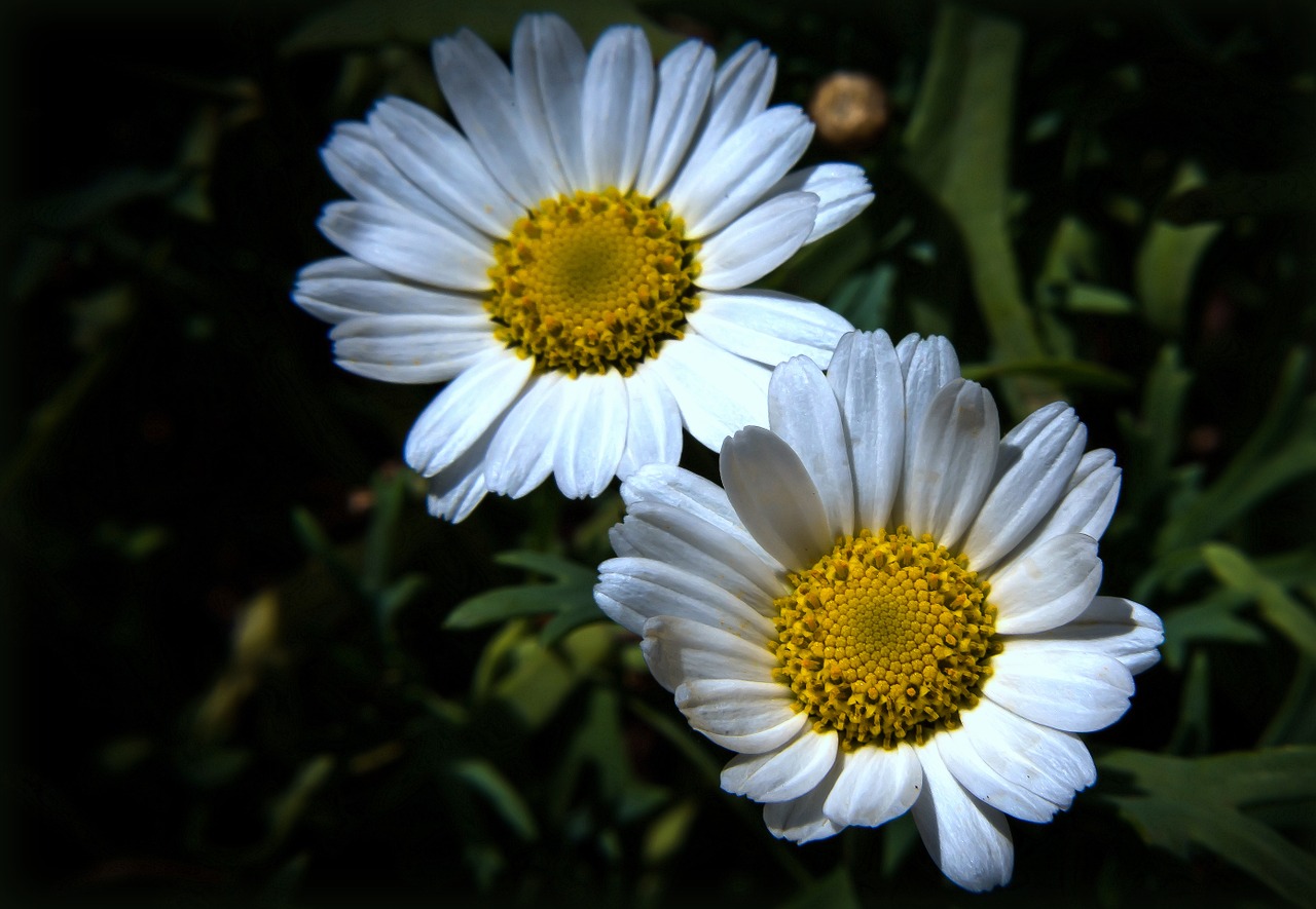 daisies flower plant free photo