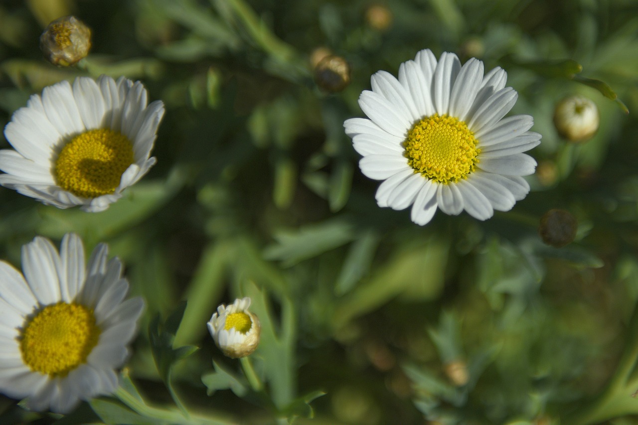 daisies flowers summer free photo