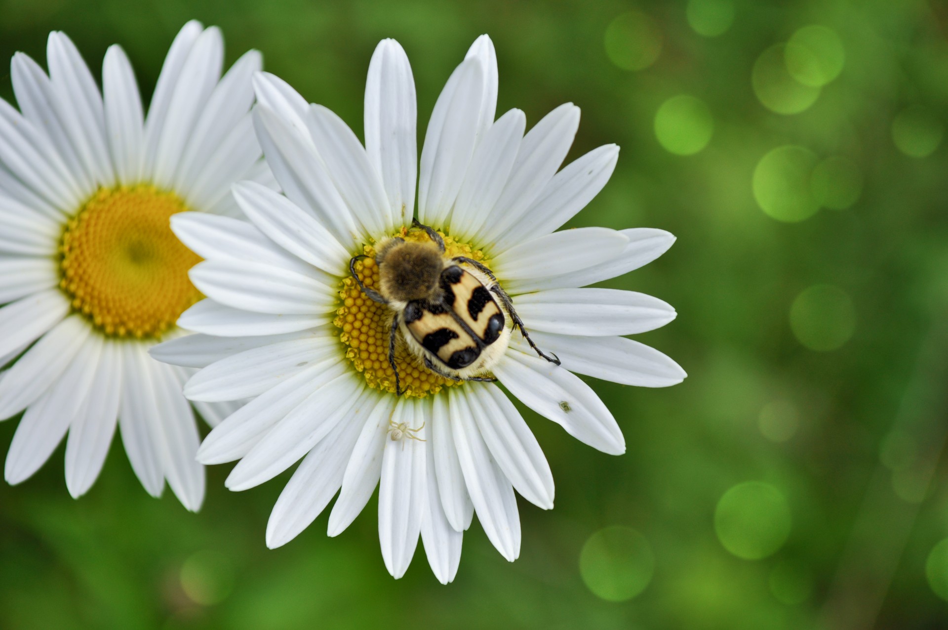 daisy flower bug free photo