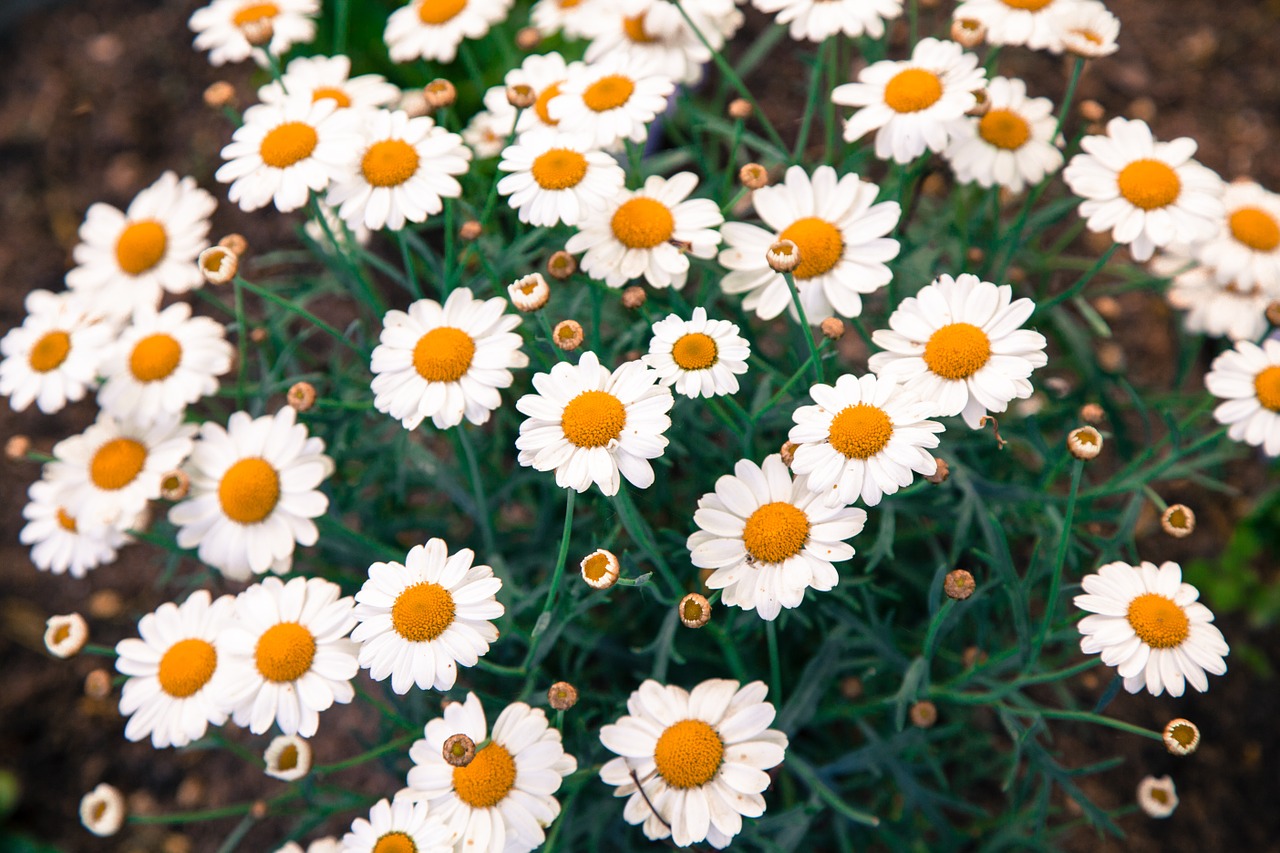 daisies daisy flower free photo