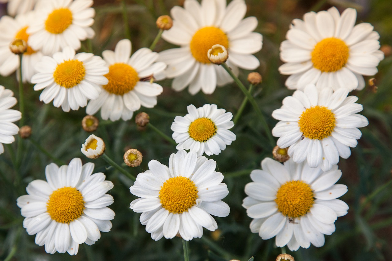 daisies filtered daisy free photo