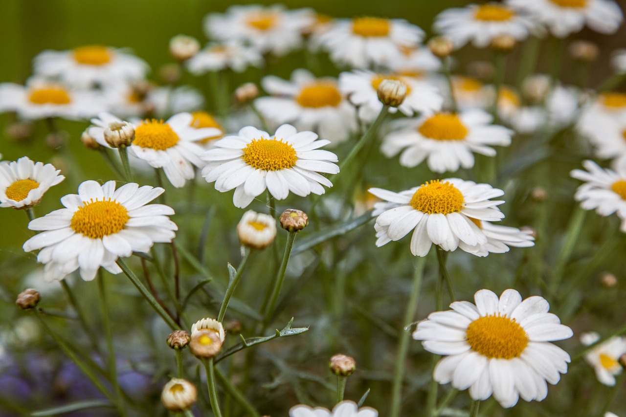 daisies filtered daisy free photo