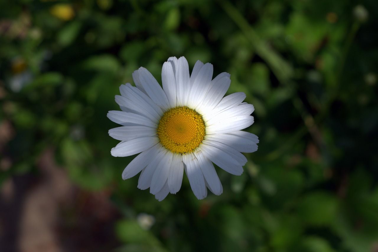 daisies white flakes flower free photo