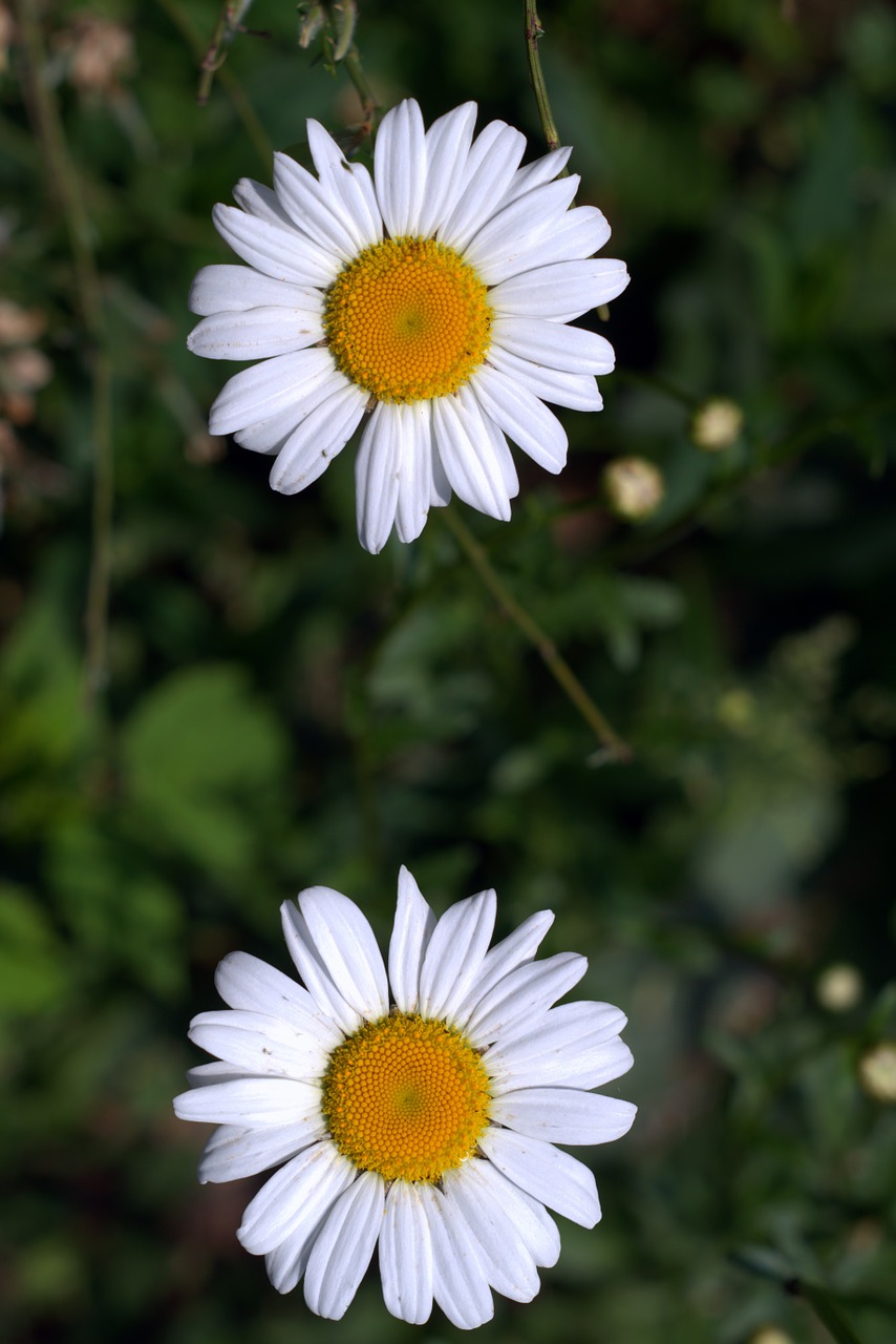 daisies white flakes flower free photo