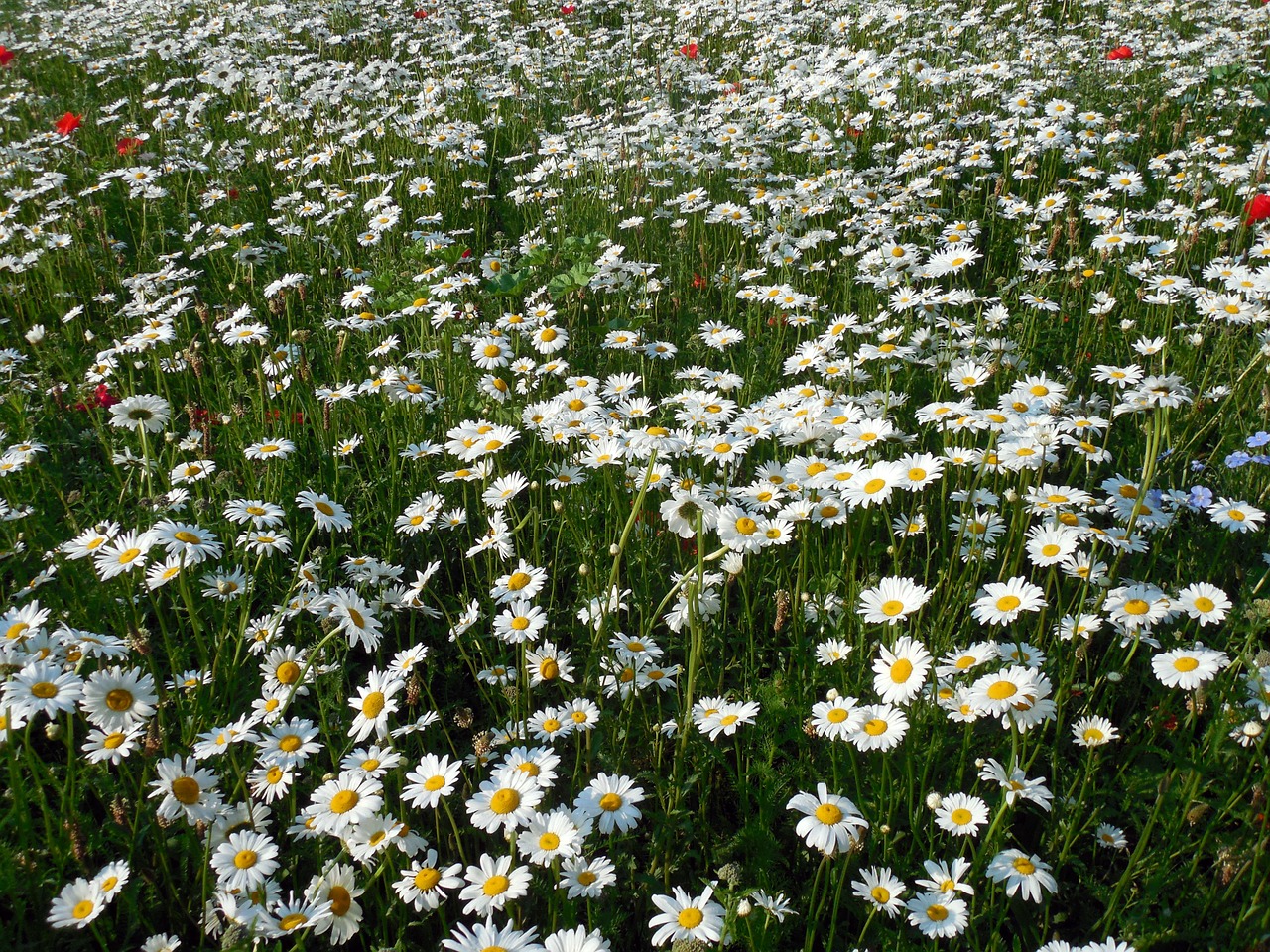 daisies leucanthemum flowers free photo