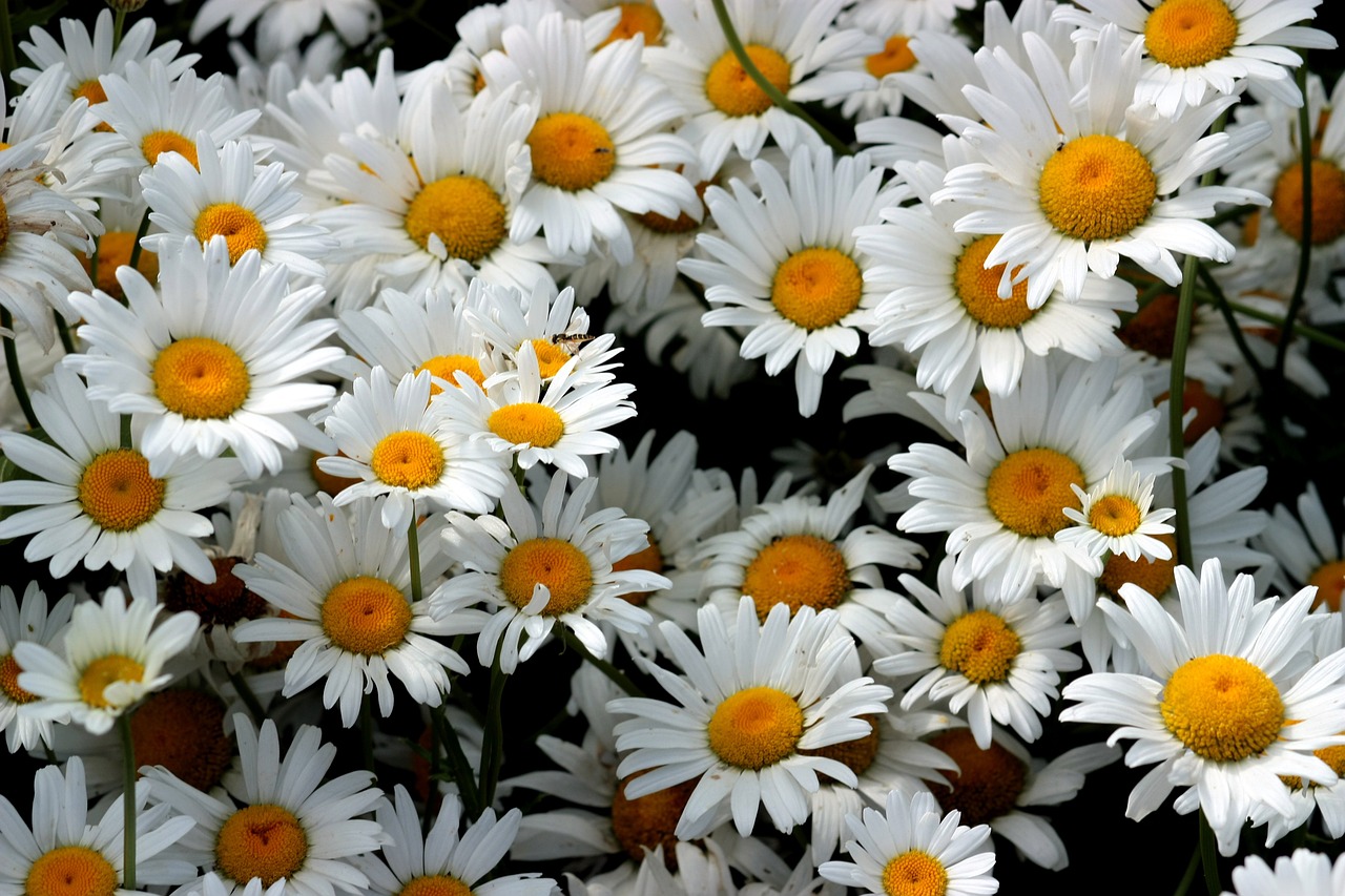 daisies flowers whites free photo
