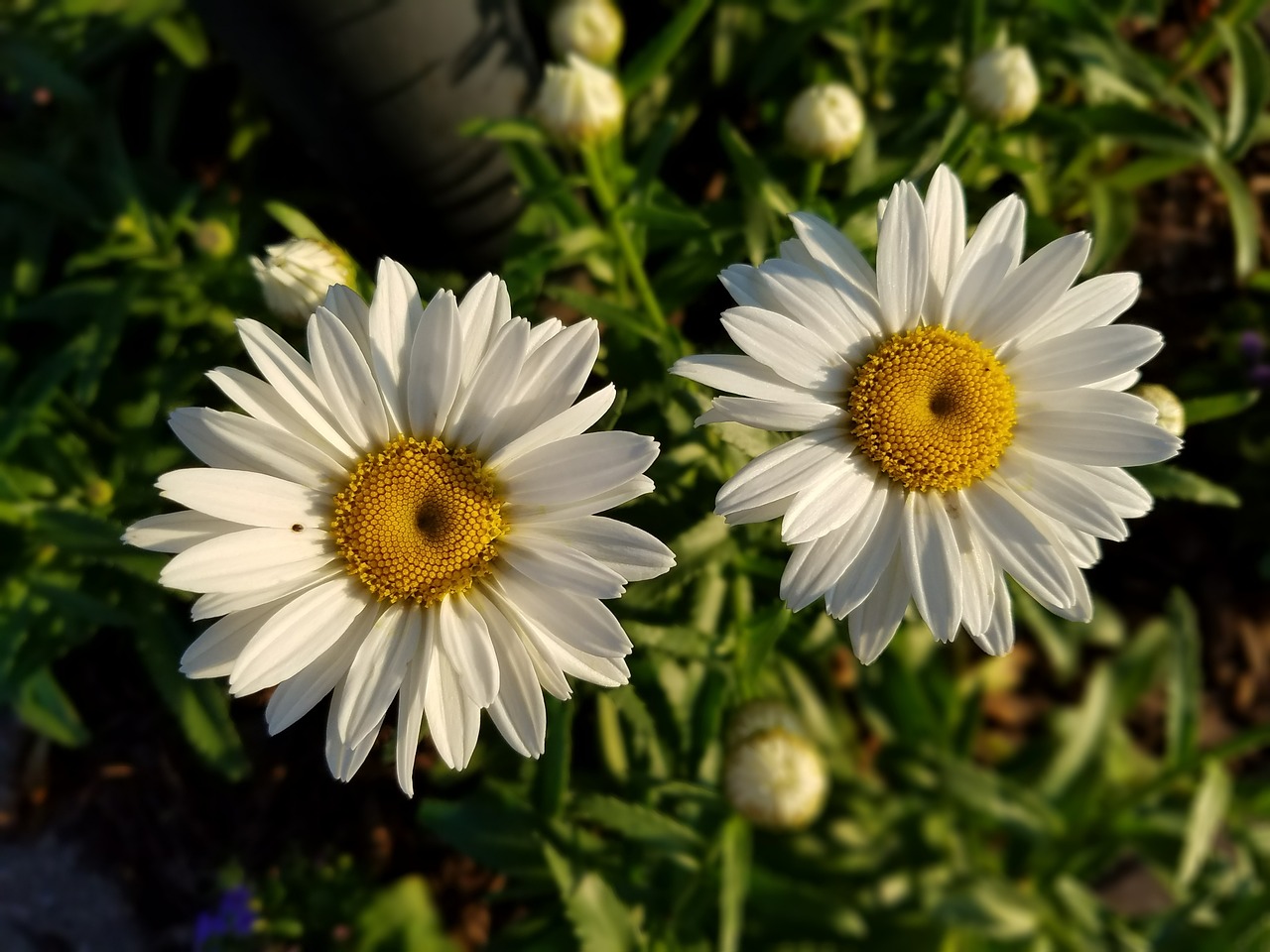 daisies floral flowers free photo