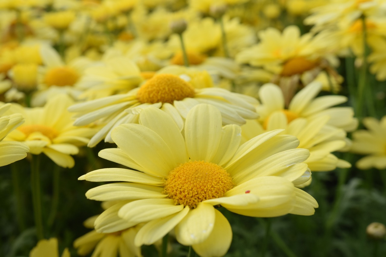 daisies yellow flower free photo