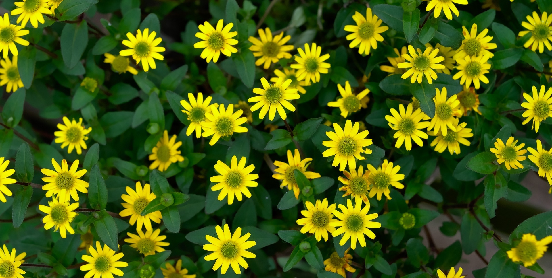 flowers daisies yellow free photo