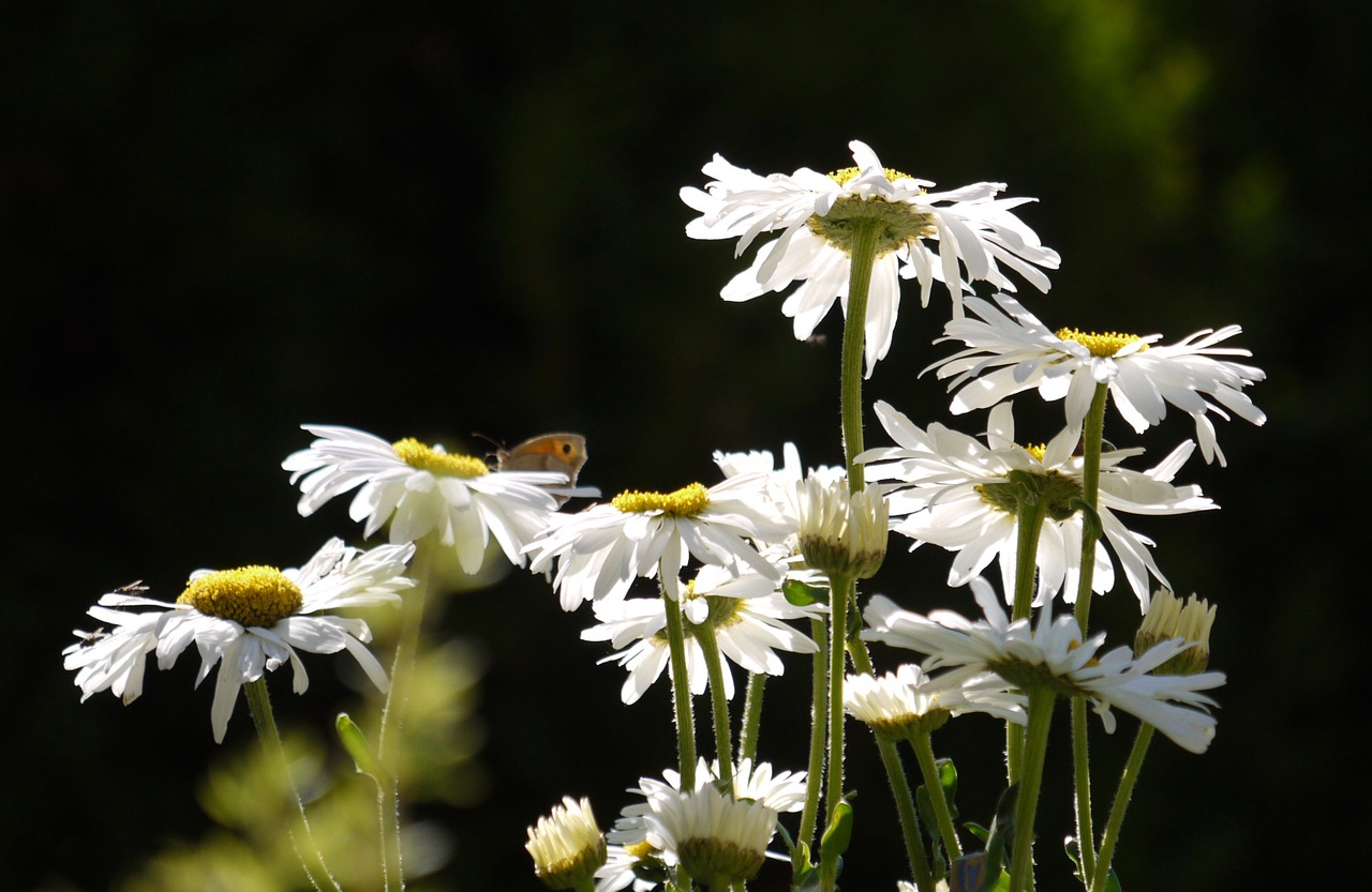 daisies butterfly home garden free photo