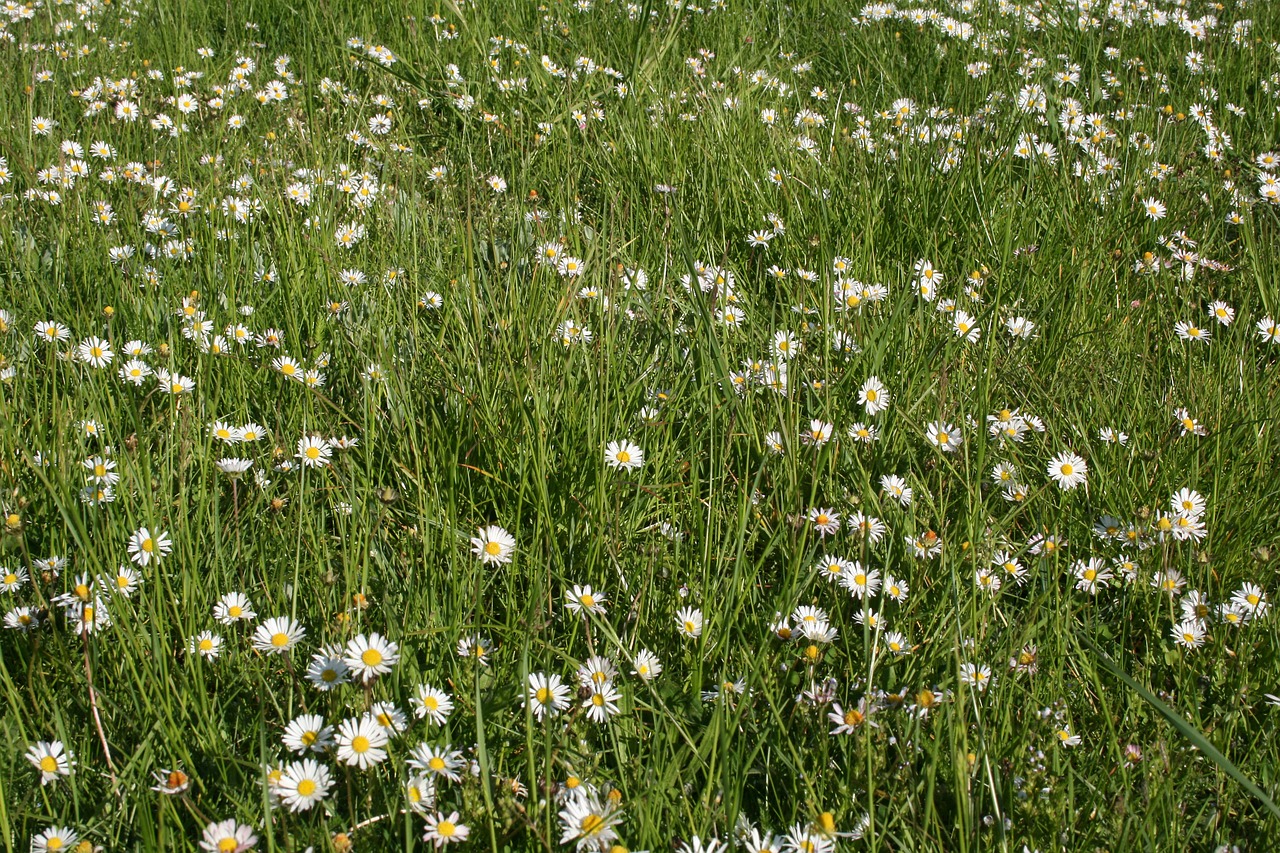 daisies meadow summer free photo