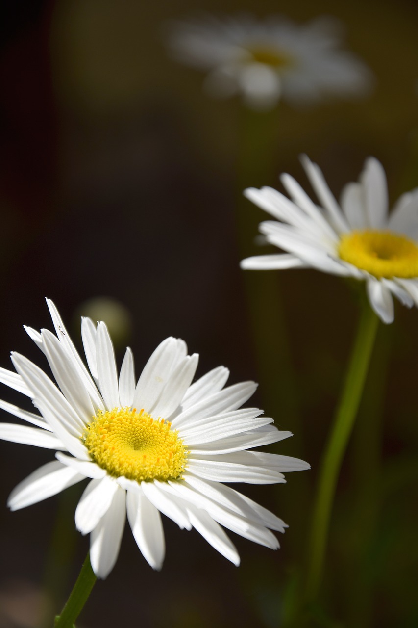 daisies margaret white daisy free photo