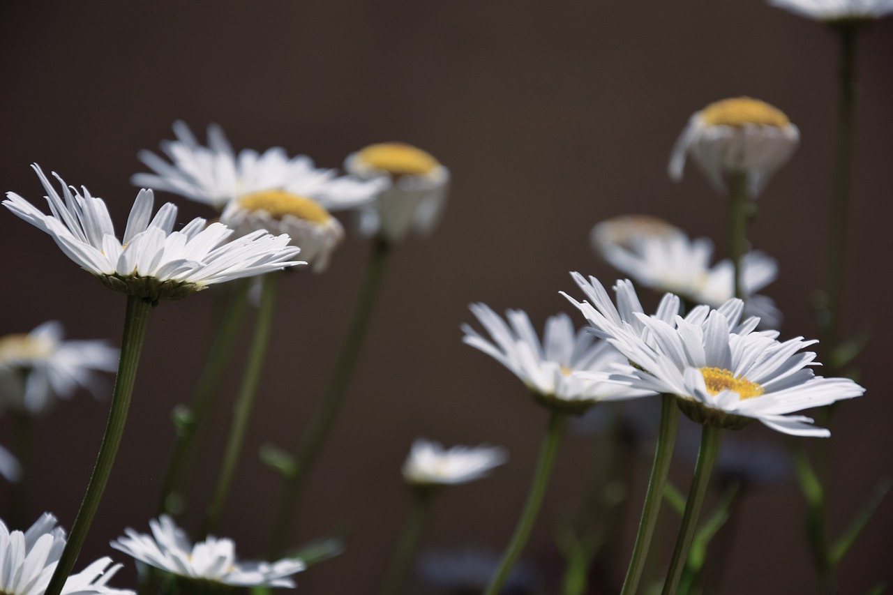 daisies white daisies white flowers free photo