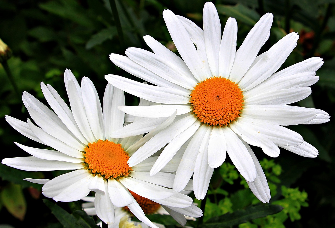 daisies white yellow free photo