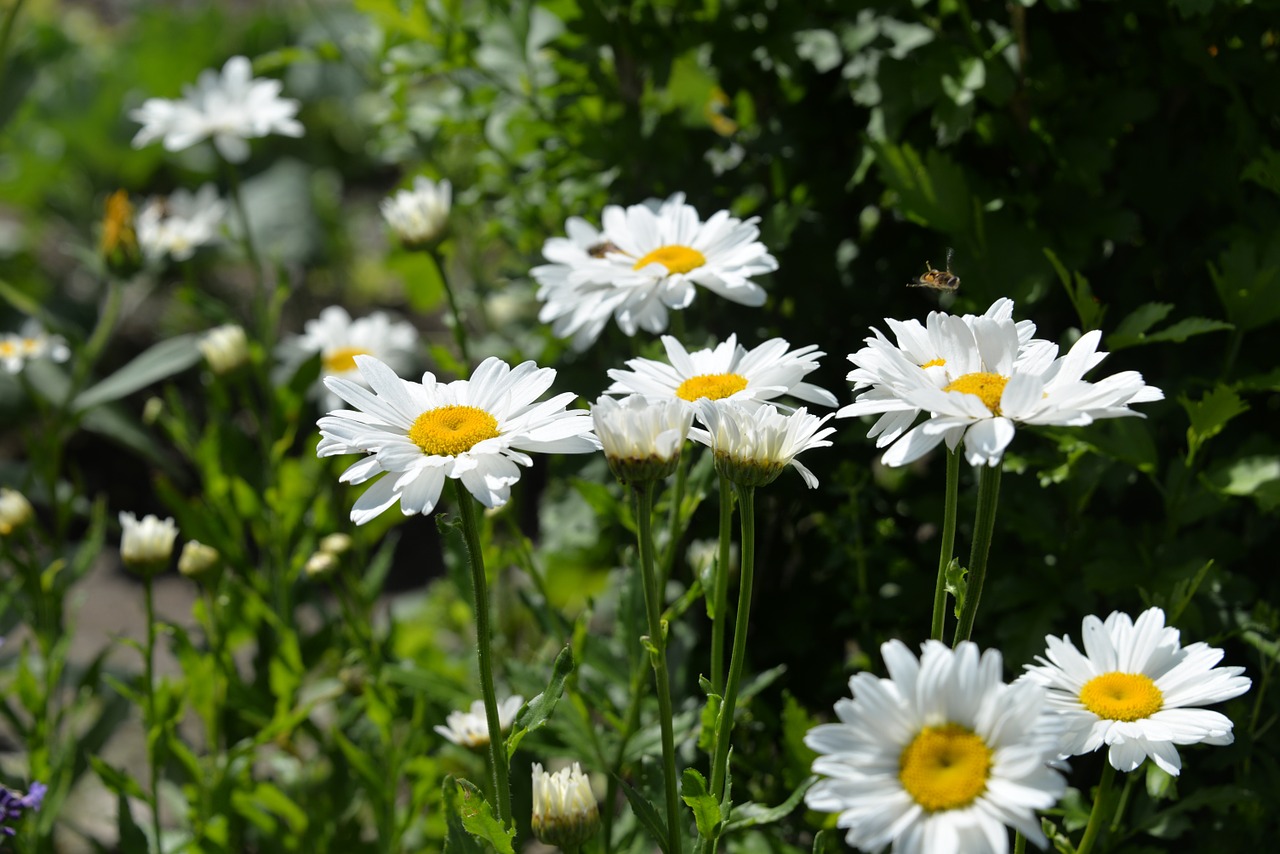 daisies white garden free photo