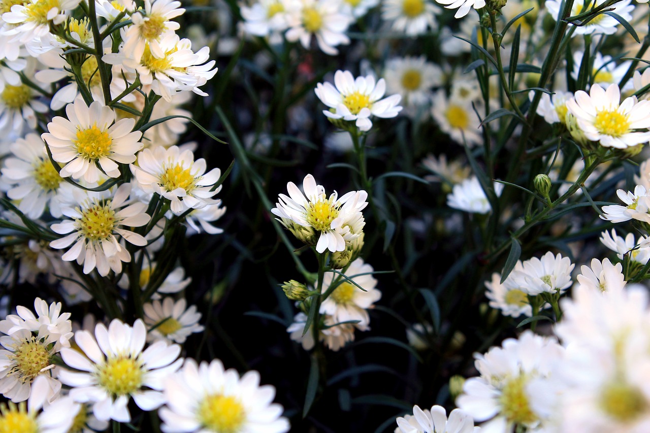 daisies margaridinhas flowers free photo