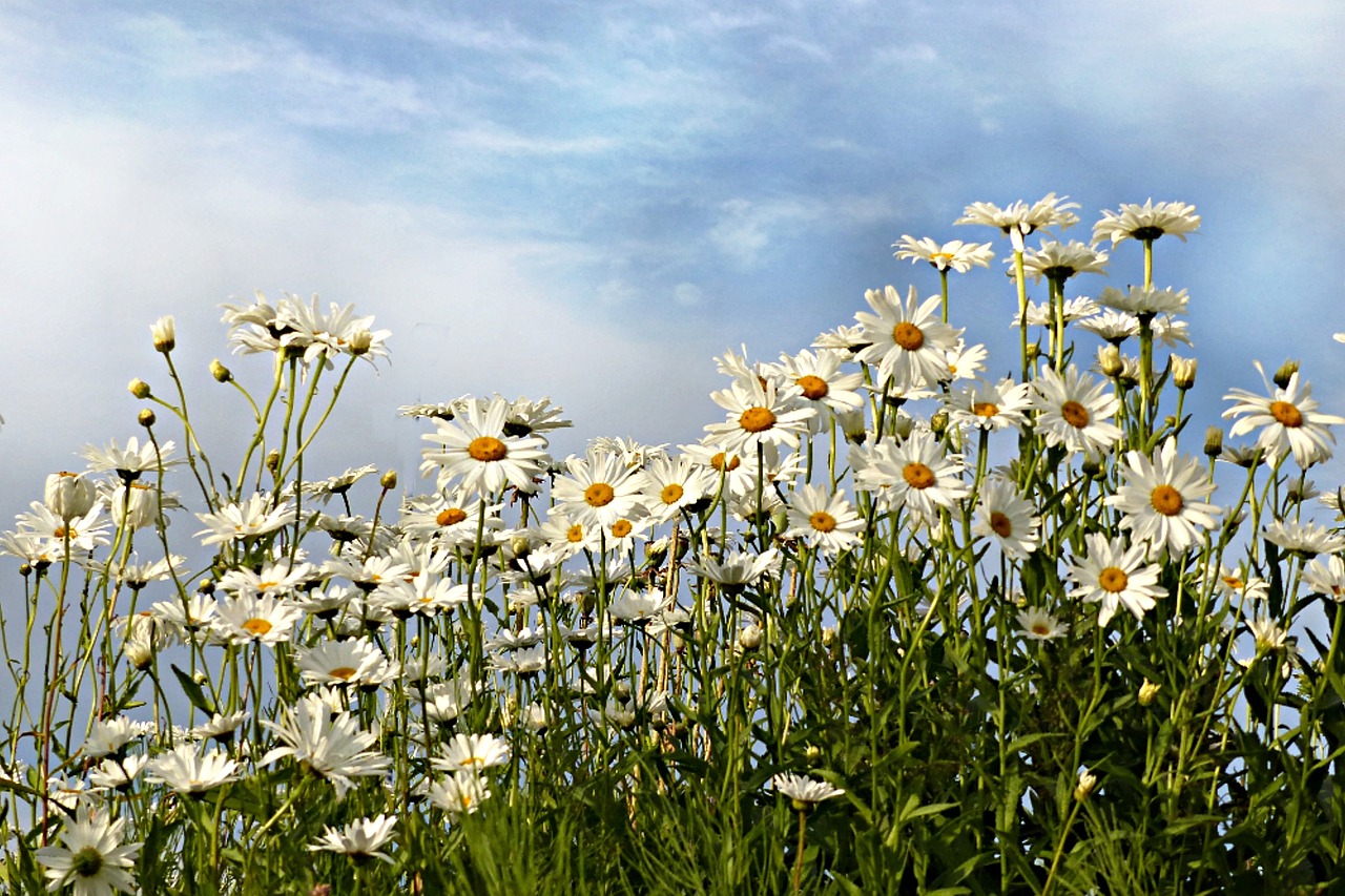 daisies leucanthemum flower free photo