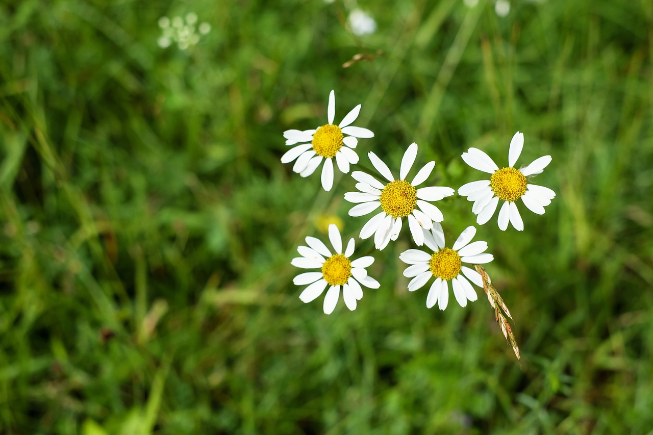 daisies flower blossom free photo