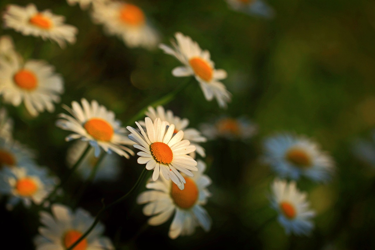 daisies flowers blossom free photo