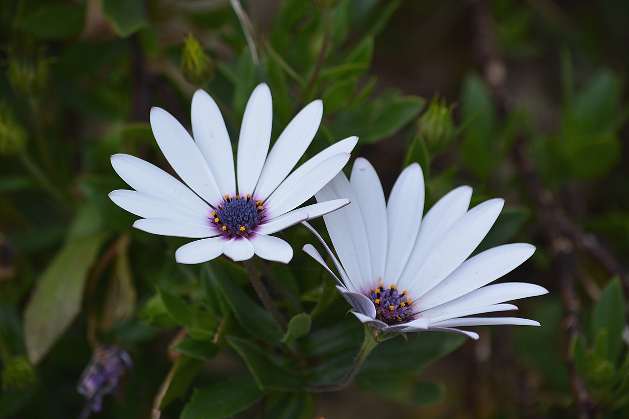 daisies flowers nature free photo