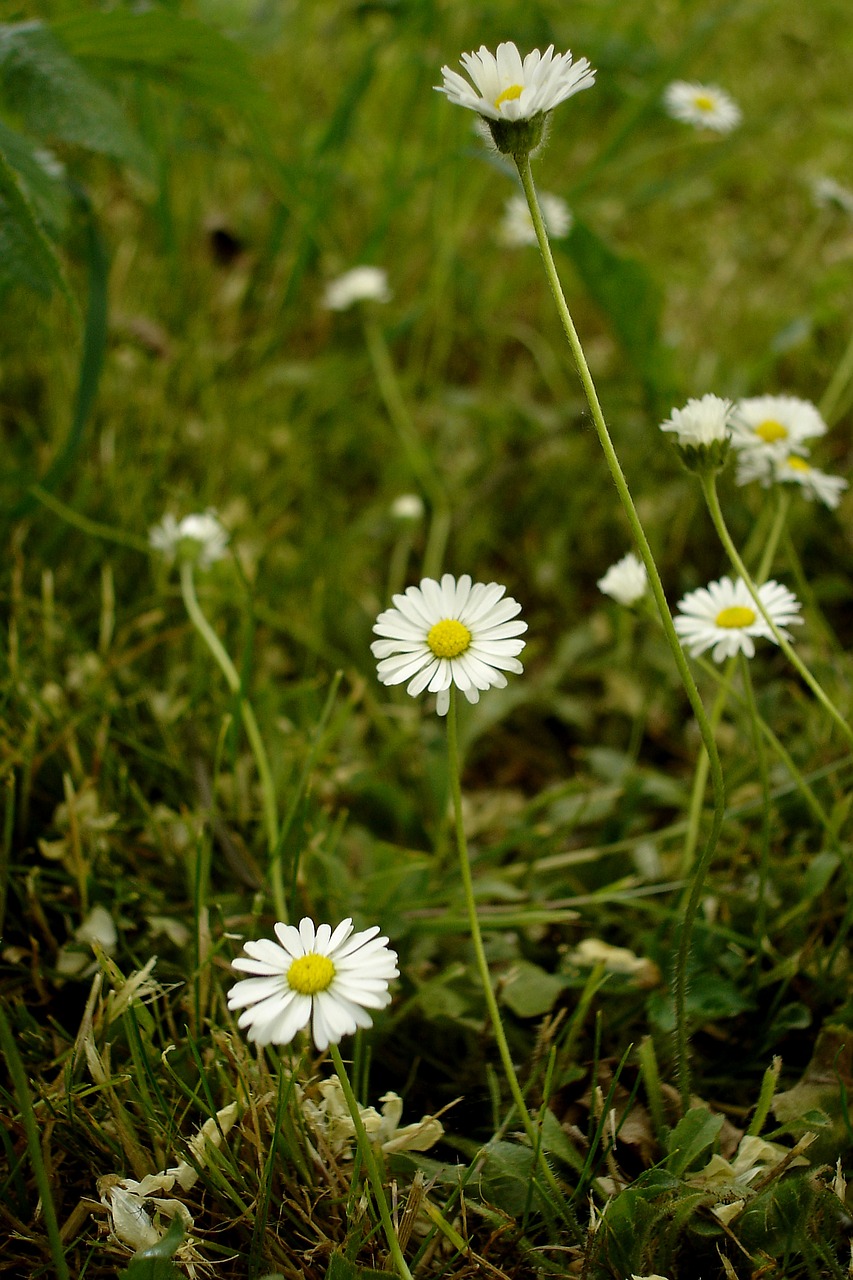 daisies meadow flower free photo