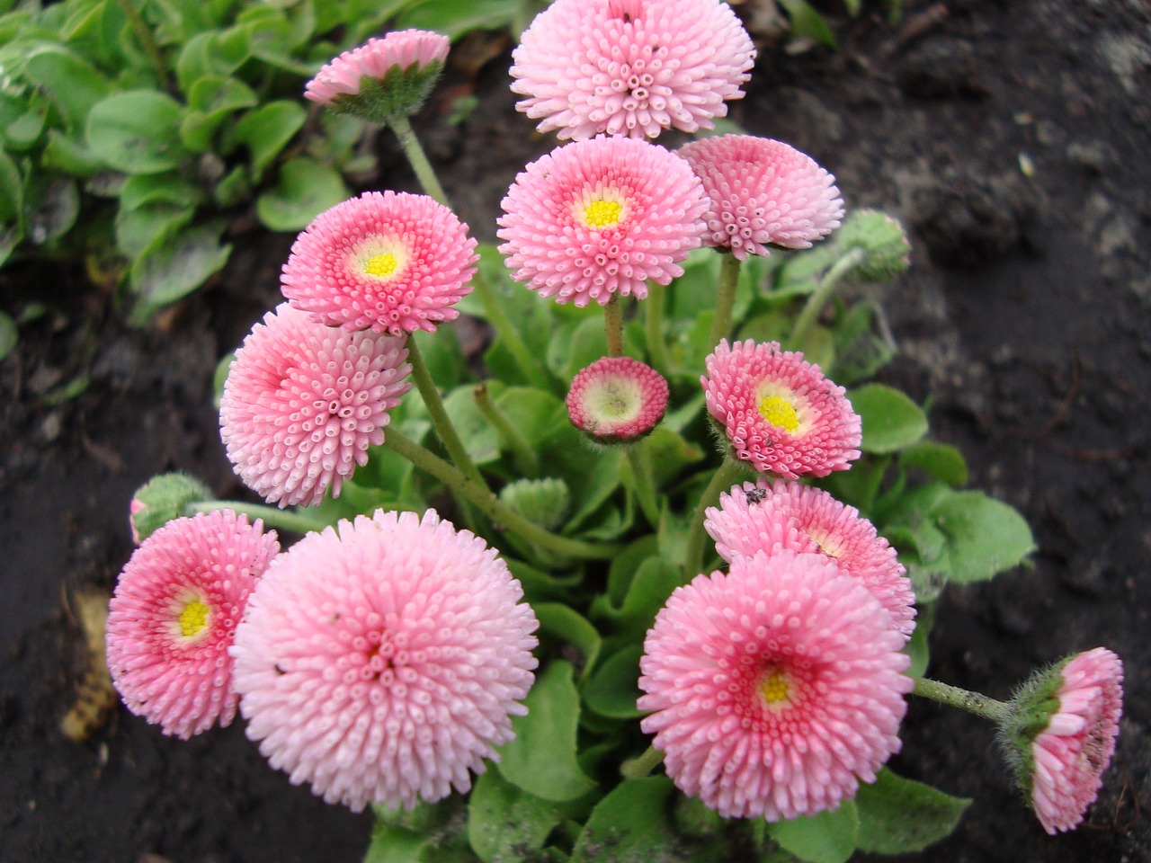 daisies pink flowers chrysanthemum free photo