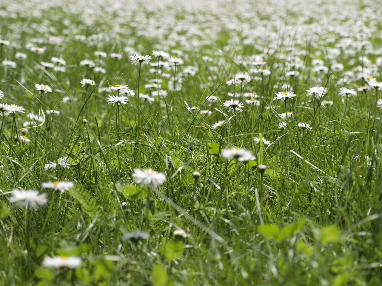 daisies meadow nature free photo