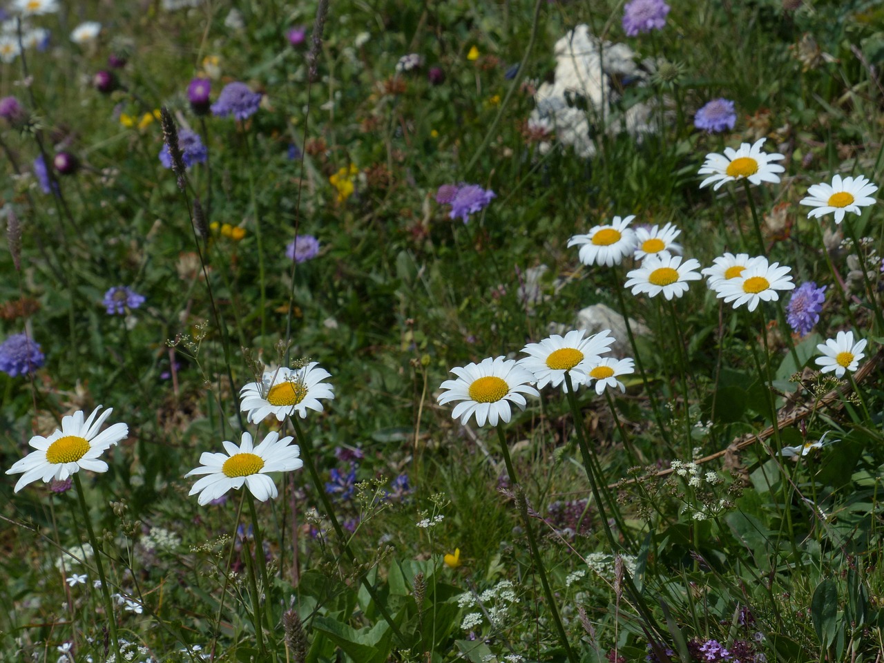 daisies meadows margerite blumw free photo