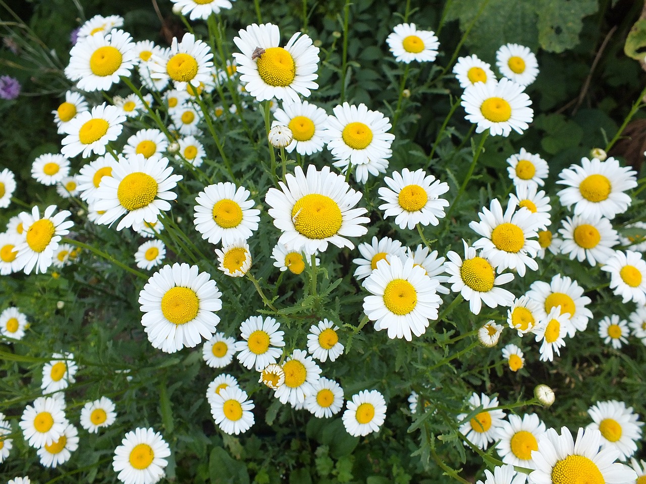 daisies close up macro free photo