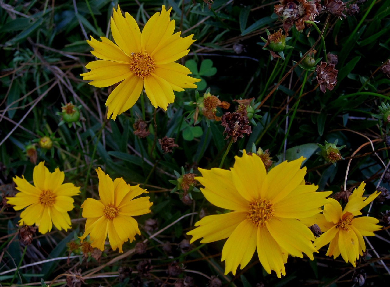 daisies bright yellow flowers free photo
