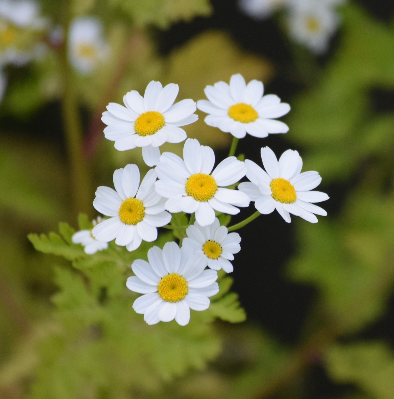 daisies flower white free photo