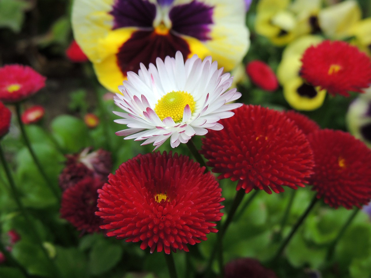 daisies flowers nature free photo