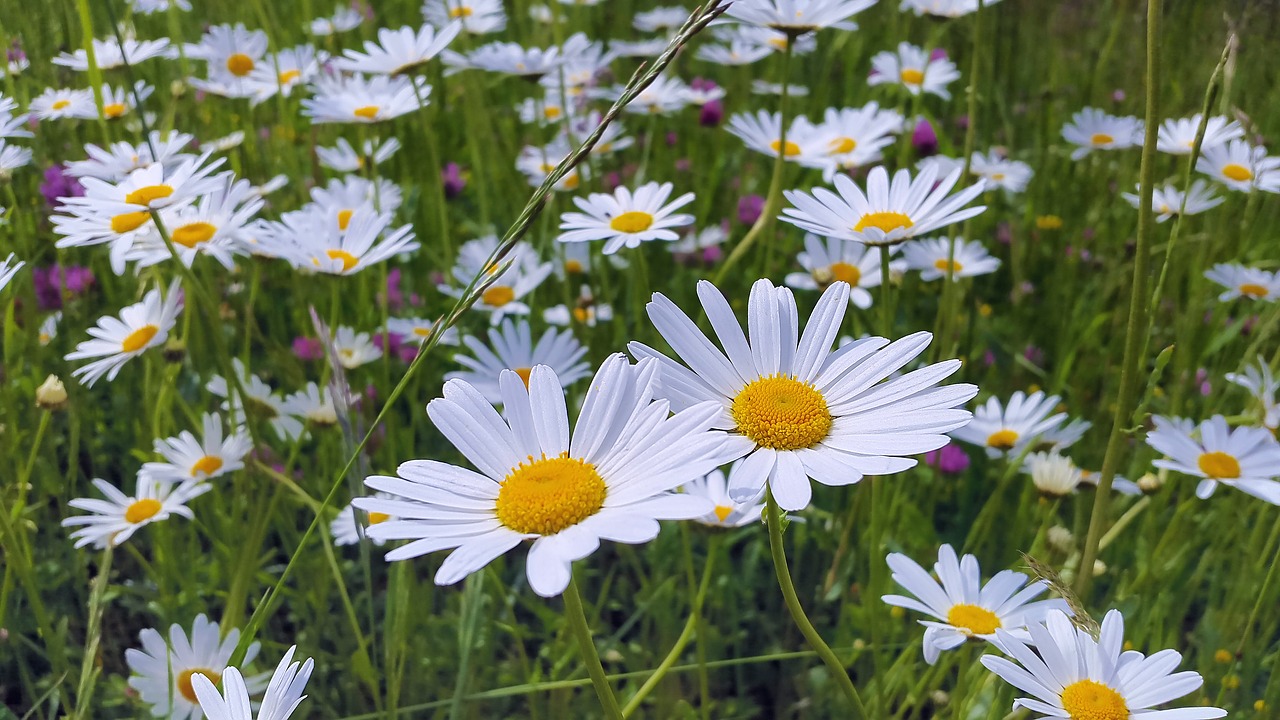 daisies meadow meadow margerite free photo