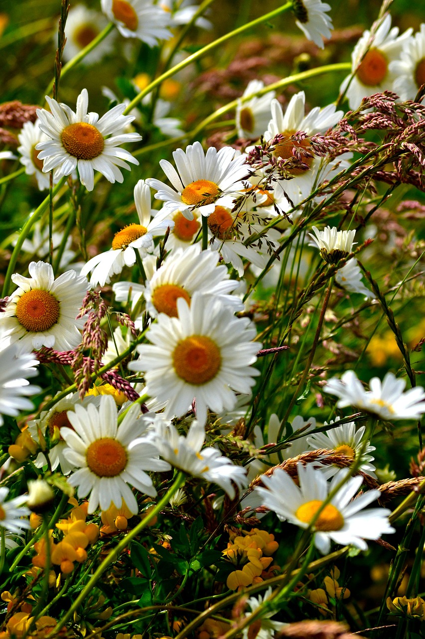 daisies flowe flower free photo