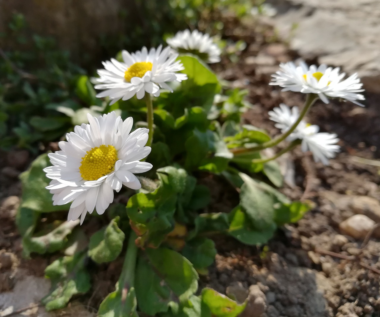 daisies flowers nature free photo