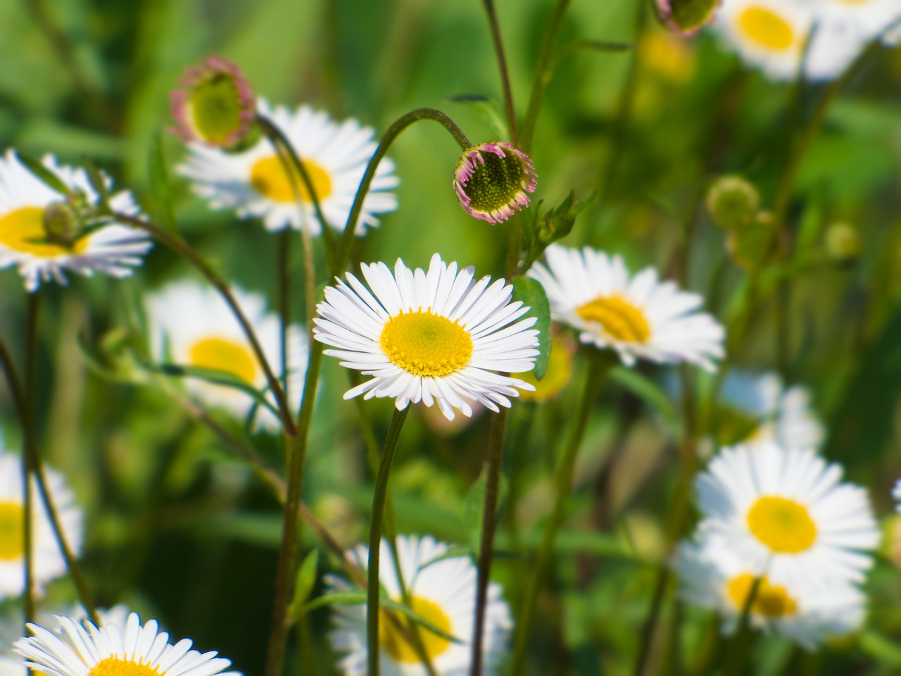 daisies flower spring free photo