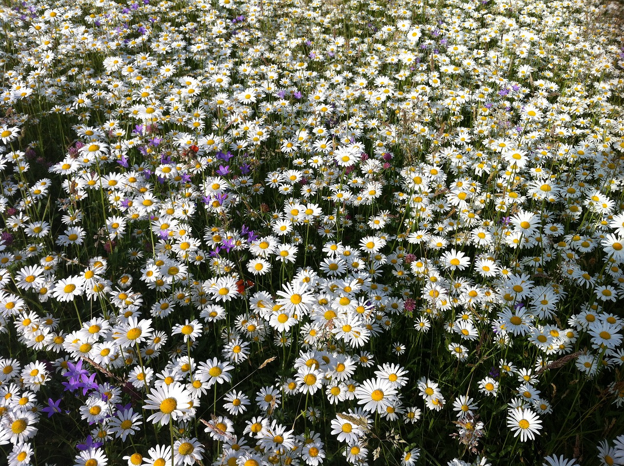 daisies meadow summer free photo