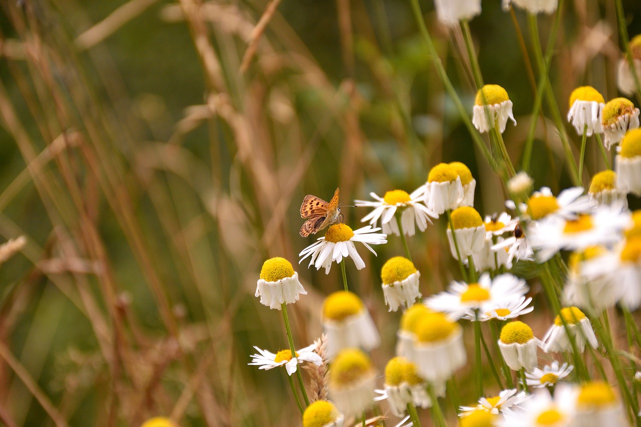 daisies butterfly nature free photo