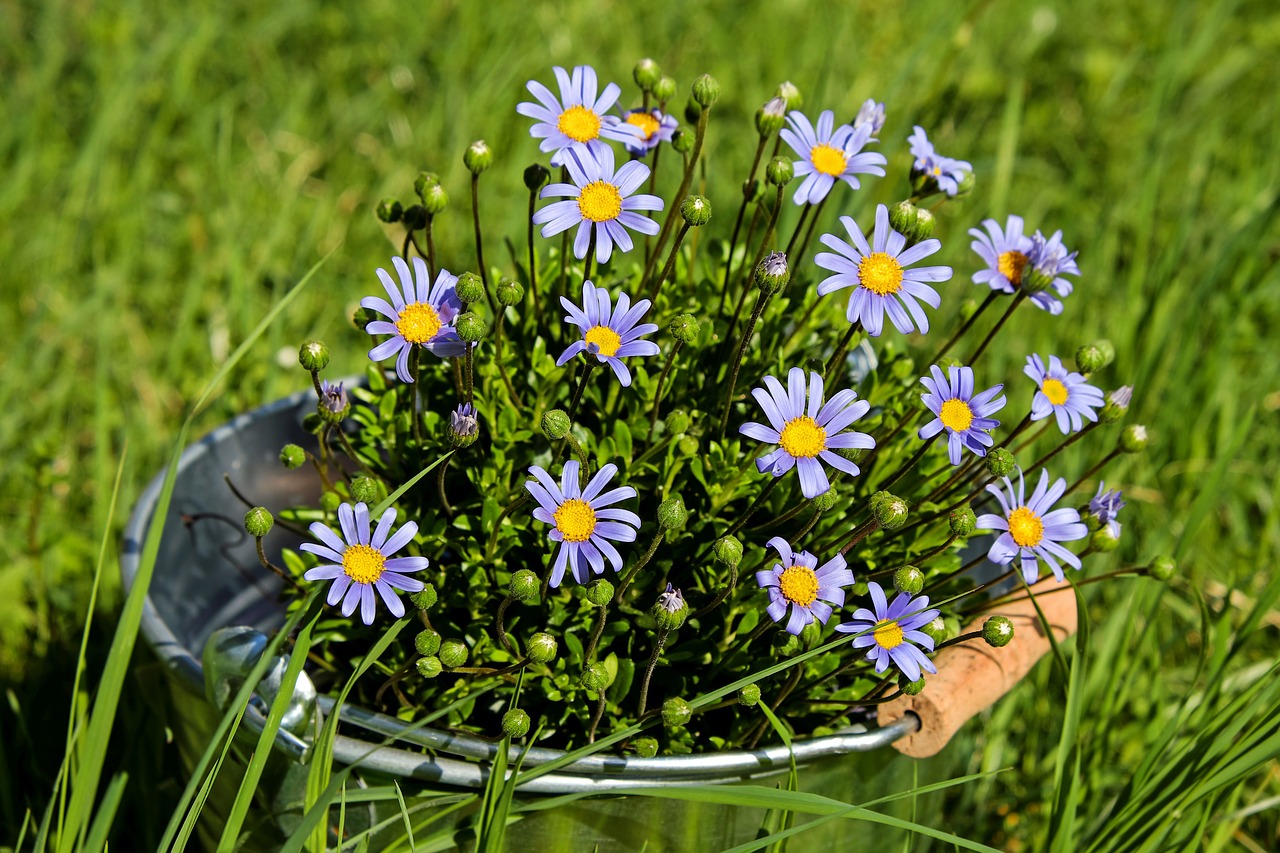 daisies flowers bloom free photo