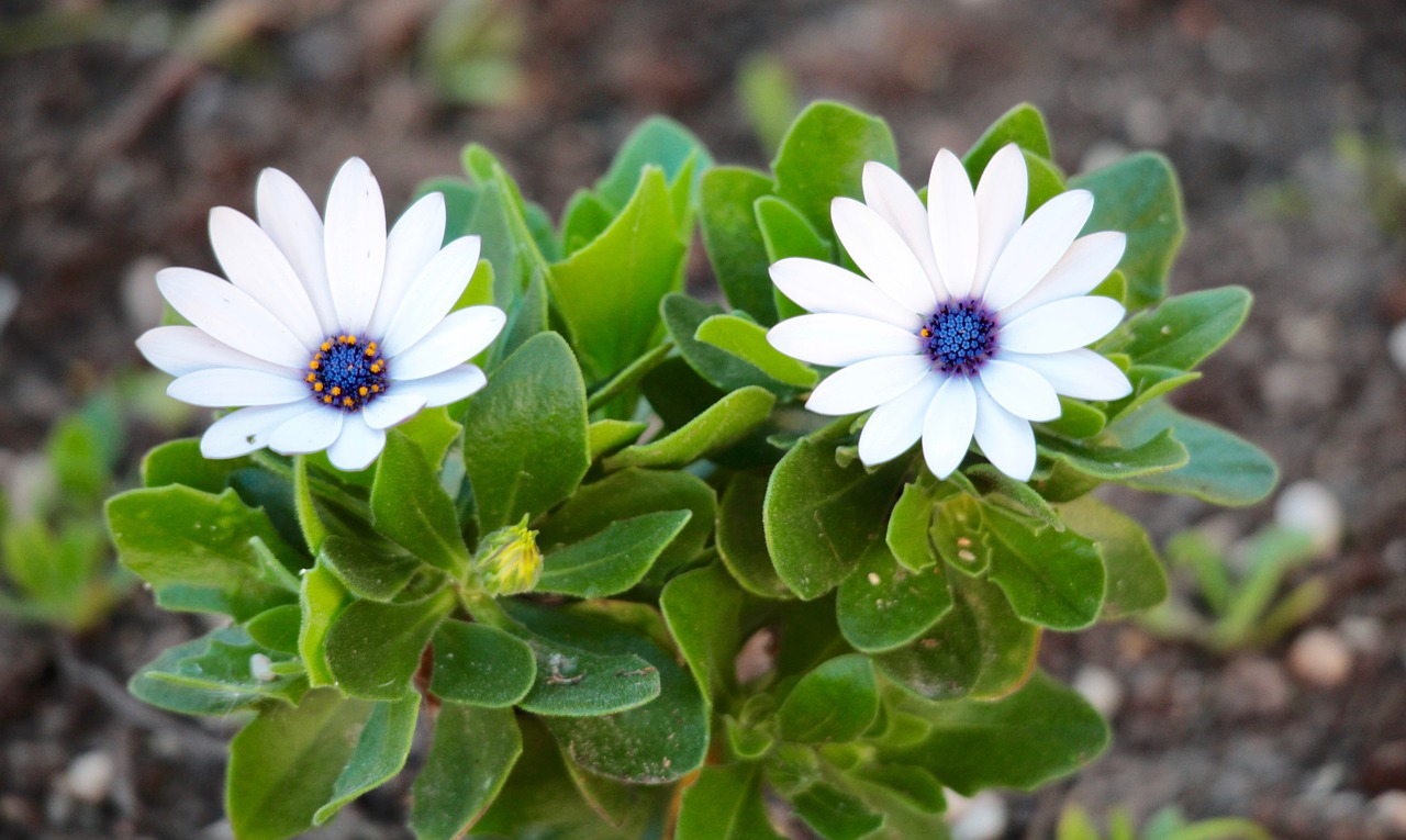 daisies flowers nature free photo