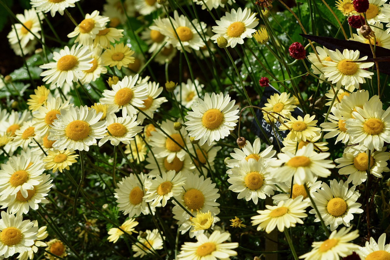 daisies blossoms petals free photo