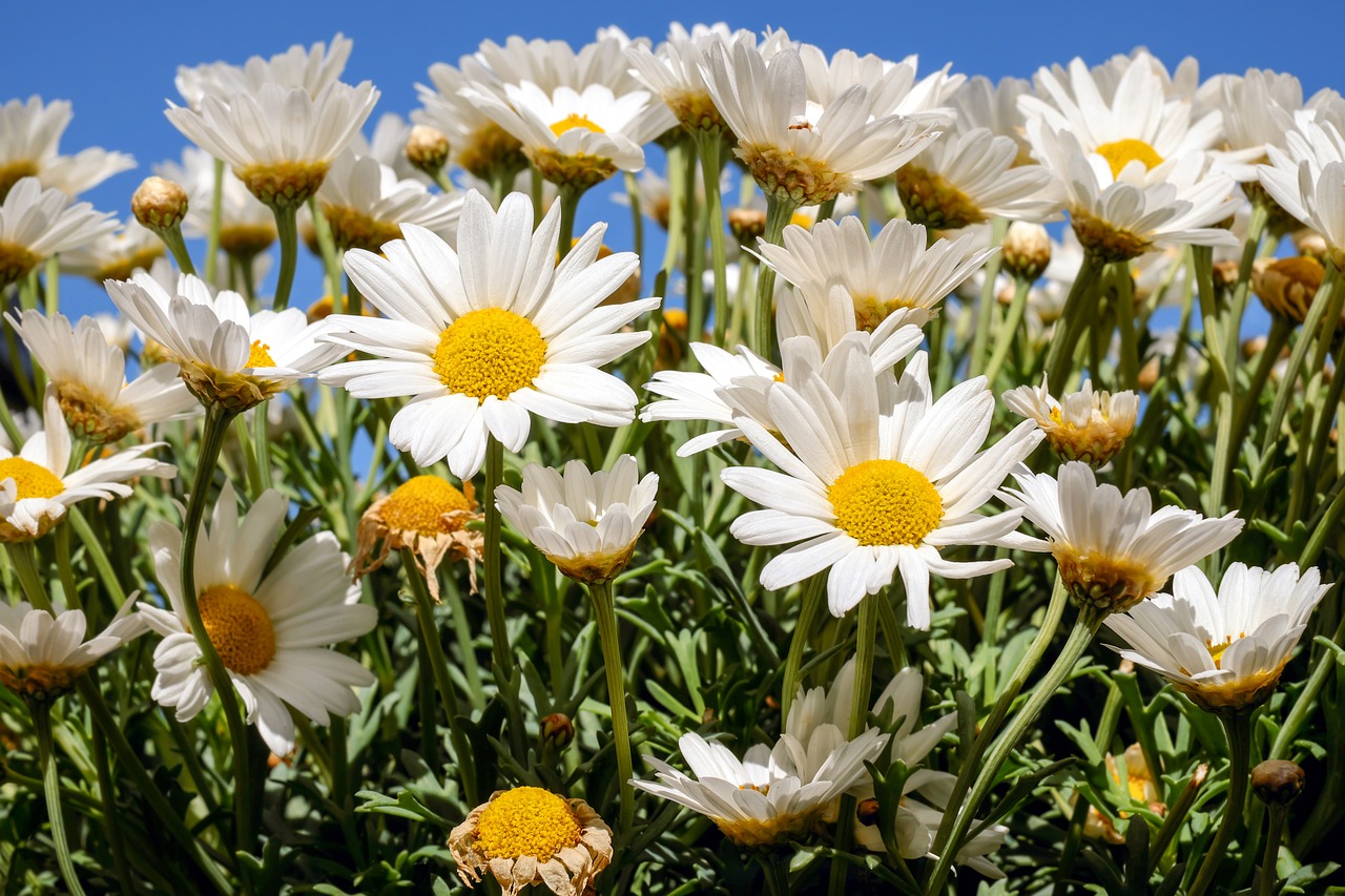 daisies blossom bloom free photo