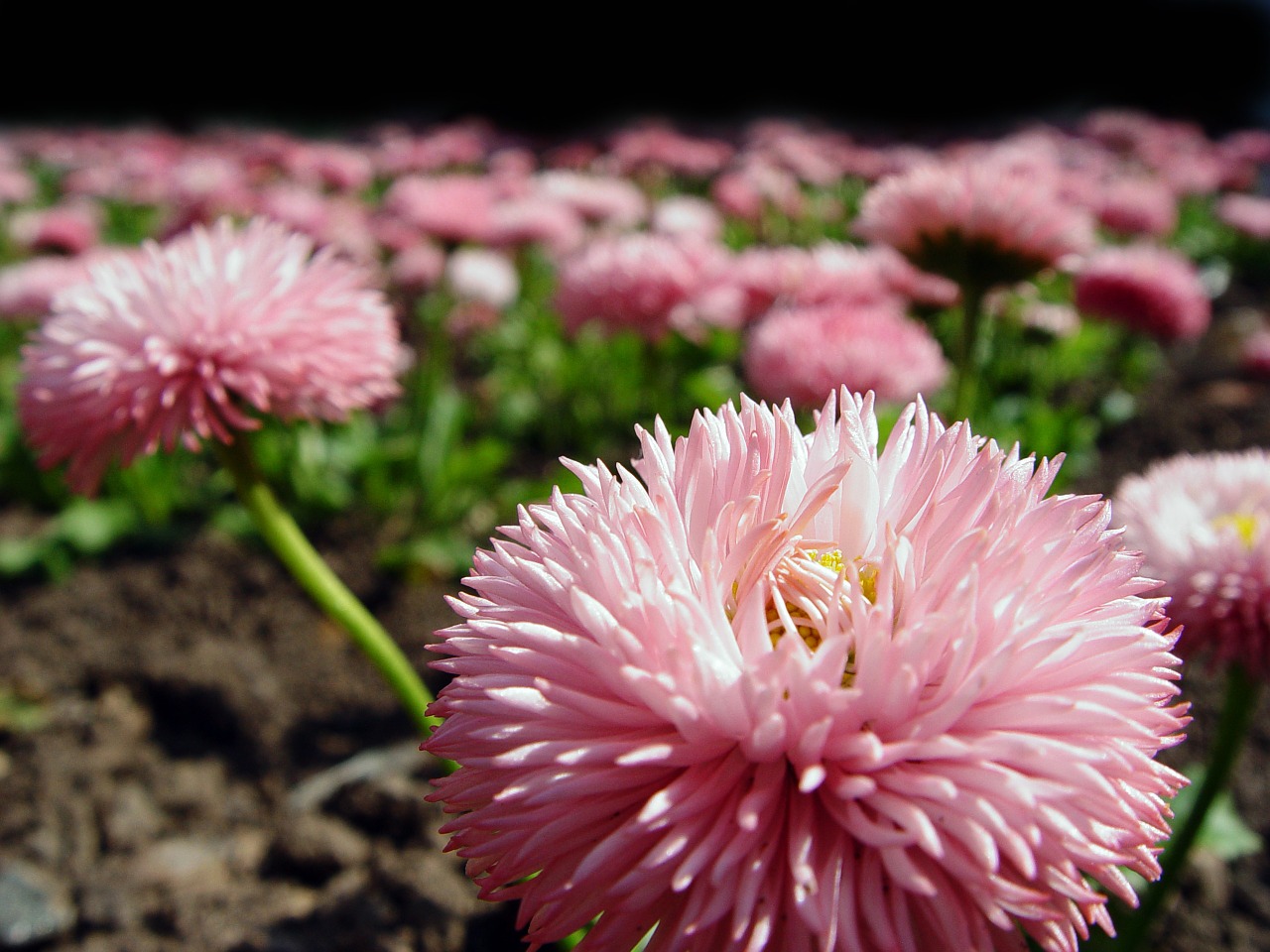 daisies flower plant free photo