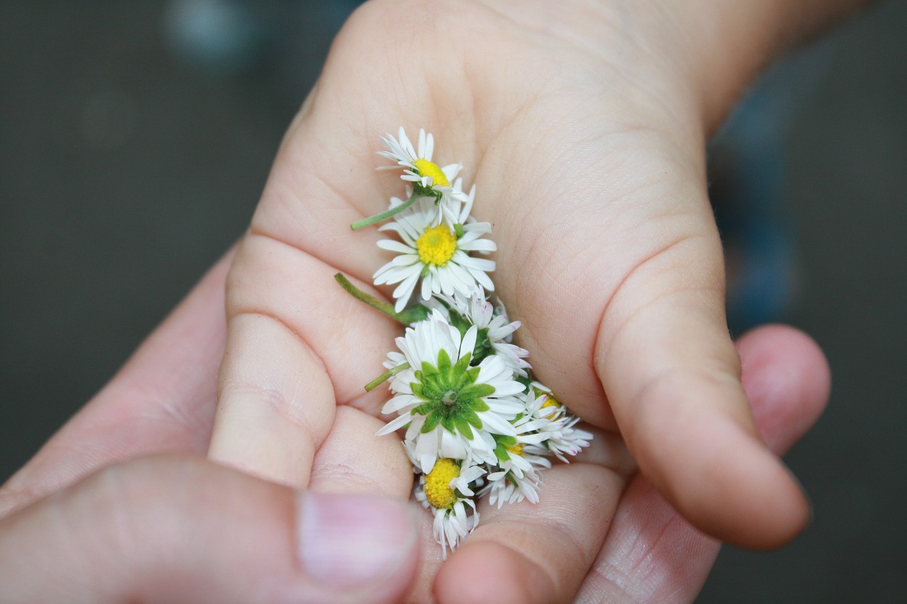 daisies spring the child's hand free photo