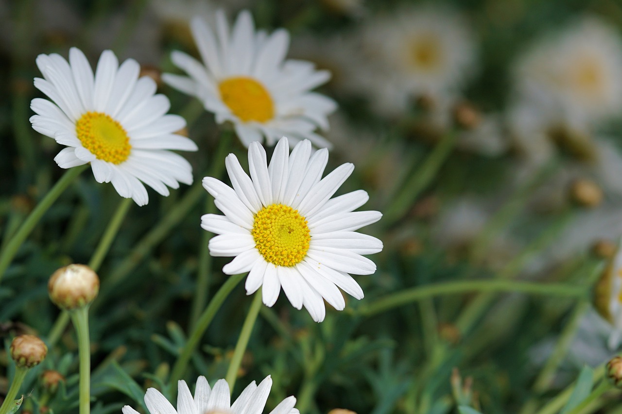 daisies flower blossom free photo