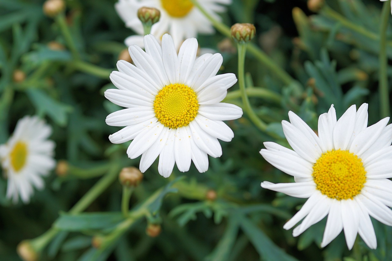 daisies flower blossom free photo