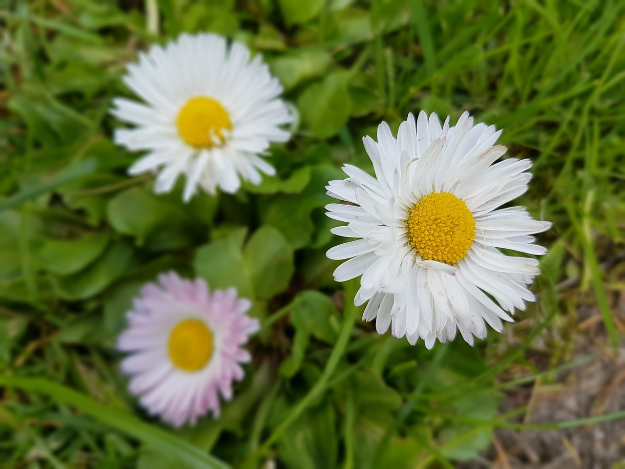 daisies spring flowers free photo